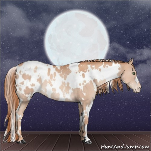 Horse Color:White Spotted Gold Champagne Appaloosa 