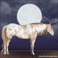 Horse Color:White Spotted Gold Champagne Appaloosa 