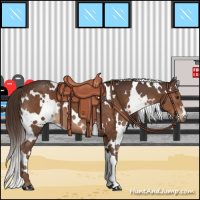 Horse Color:White Spotted Liver Chestnut 