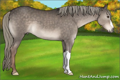 Horse Color:Liver Red Dun Mushroom 