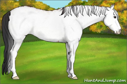 Horse Color:White Spotted Bay Dun 
