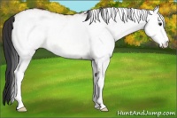 Horse Color:White Spotted Bay Dun