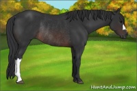 Horse Color:Brown Rabicano 