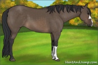 Horse Color:Brown Dun