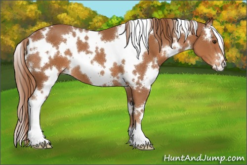 Horse Color:White Spotted Chestnut 