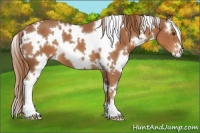 Horse Color:White Spotted Chestnut 