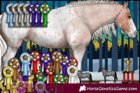 Horse Color:Silver Bay Roan Sabino Appaloosa
