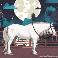 Horse Color:Perlino Roan Tobiano Near Leopard 