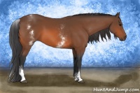 Horse Color:White Spotted Bay 