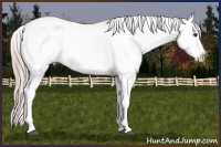 Horse Color:Palomino Appaloosa
