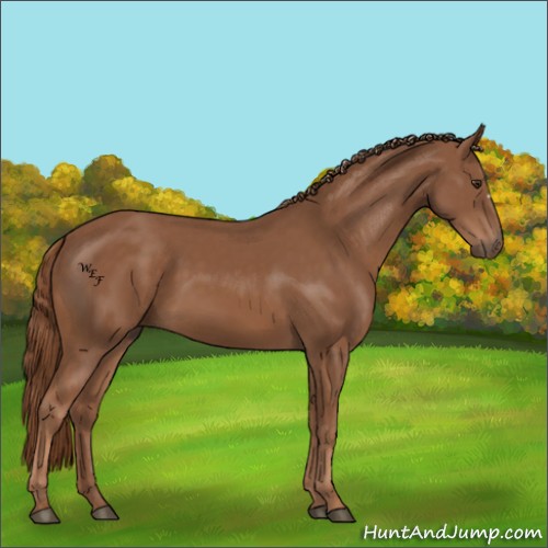 Horse Color:Chestnut 