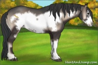 Horse Color:Blue Onyx Frame 