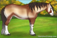 Horse Color:Bay Onyx Splash 
