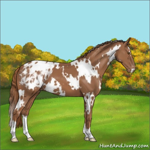 Horse Color:White Spotted Chestnut Appaloosa 