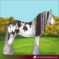 Horse Color:White Spotted Liver Chestnut Splash 