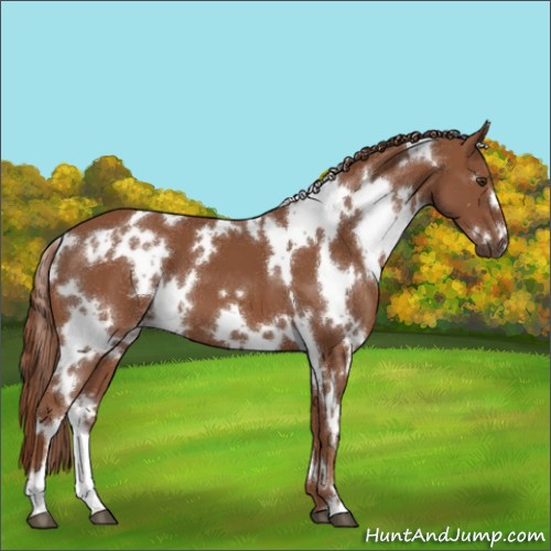 Horse Color:White Spotted Chestnut 