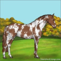 Horse Color:White Spotted Chestnut 