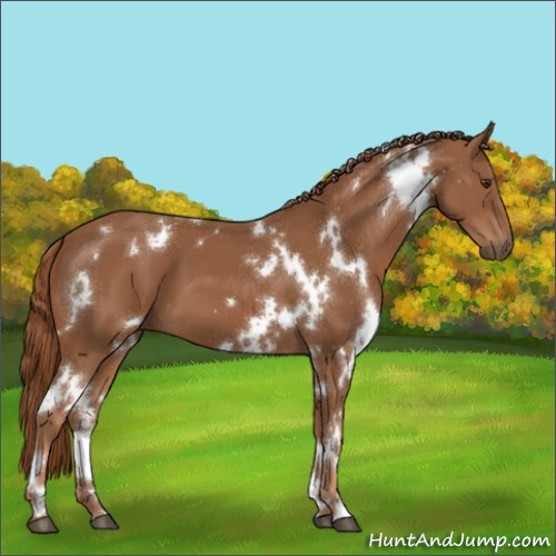 Horse Color:White Spotted Chestnut