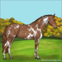 Horse Color:White Spotted Chestnut 