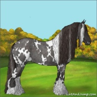 Horse Color:White Spotted Liver Red Roan 