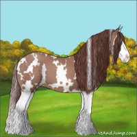 Horse Color:White Spotted Chocolate Classic Champagne Splash 