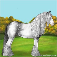 Horse Color:White Spotted Black