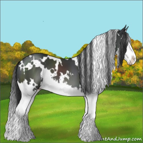 Horse Color:White Spotted Black Splash 