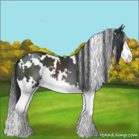Horse Color:White Spotted Black Splash