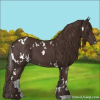 Horse Color:White Spotted Liver Chestnut 