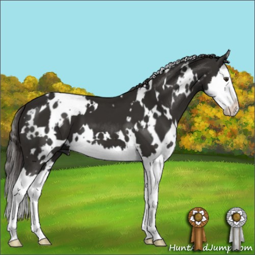 Horse Color:White Spotted Liver Chestnut Splash