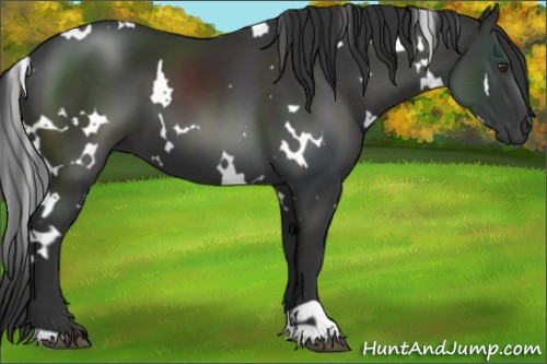 Horse Color:White Spotted Liver Chestnut 