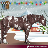 Horse Color:White Spotted Chocolate Black