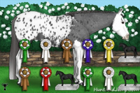 Horse Color:Black Splash Appaloosa 