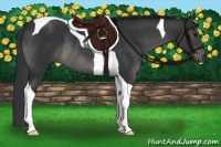 Horse Color:Black Tobiano Rabicano 
