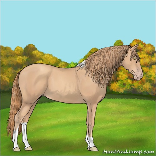 Horse Color:Gold Champagne Tobiano 
