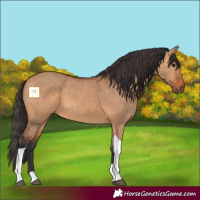 Horse Color:Bay Dun Tobiano 