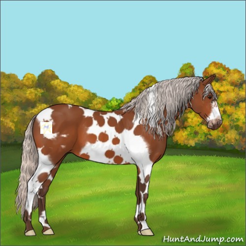 Horse Color:Silver Bay Tobiano Frame 