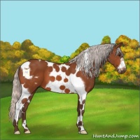 Horse Color:Silver Bay Tobiano Frame 