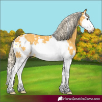 Horse Color:White Spotted Palomino Splash Frame 