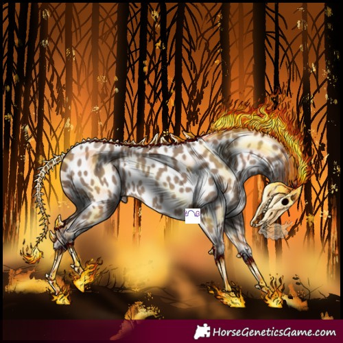 Horse Color:Classic Champagne Appaloosa Rabicano 