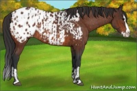 Horse Color:Bay Sabino Splash Appaloosa  and Bay Sabino Splash Appaloosa 