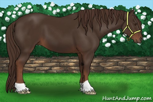 Horse Color:Liver Chestnut 