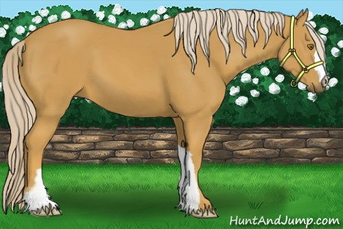 Horse Color:Palomino