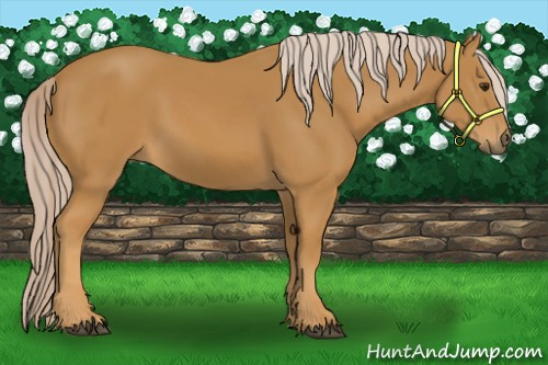 Horse Color:Palomino 
