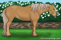 Horse Color:Palomino