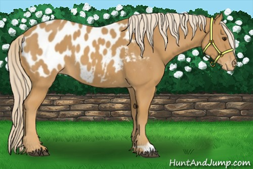 Horse Color:Palomino Appaloosa