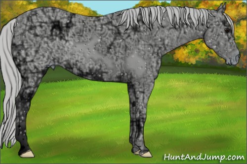 Horse Color:ERROR: UNKNOWN ANOMALY