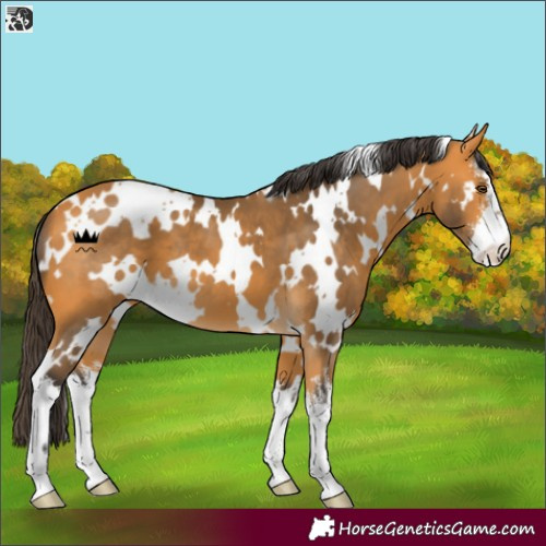 Horse Color:White Spotted Buckskin 