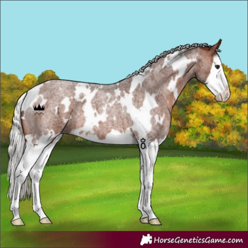 Horse Color:White Spotted Silver Brown Roan Splash 