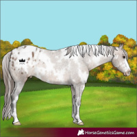 Horse Color:White Spotted Brown Dun Appaloosa Rabicano 